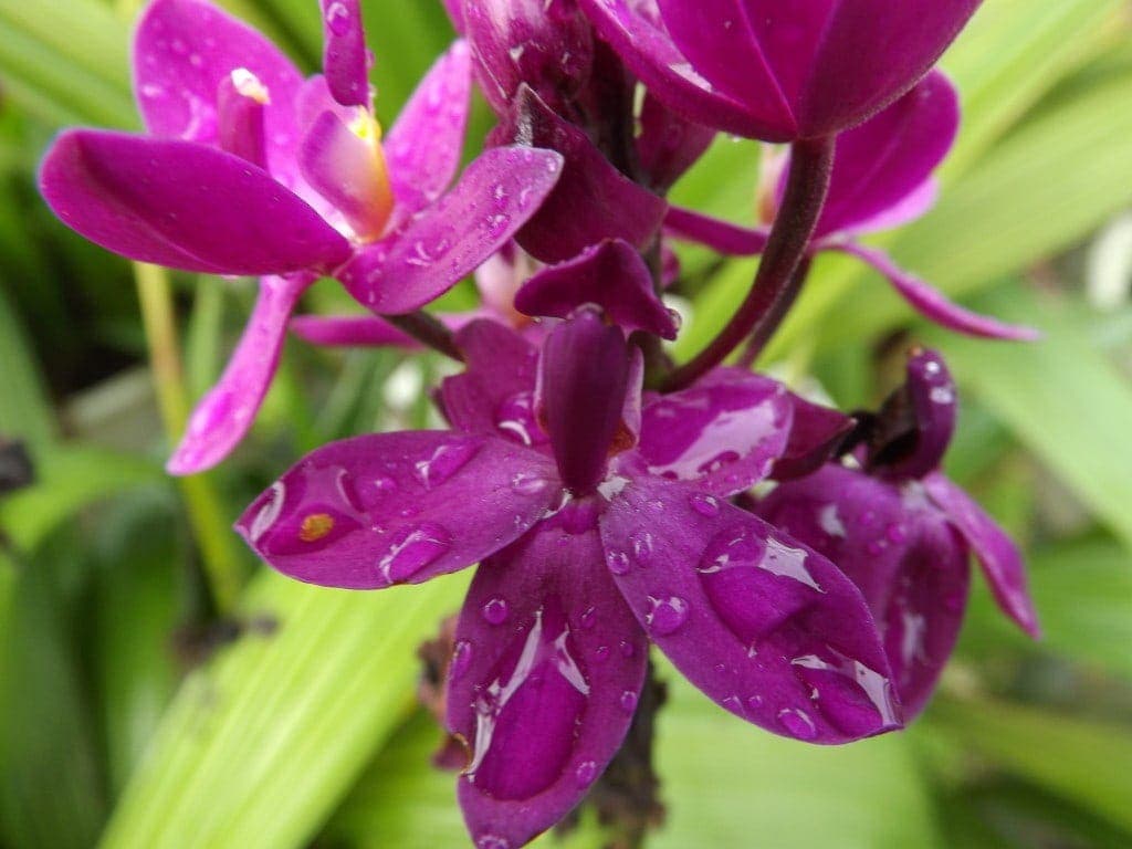 Orchids at Sa Dec nursery