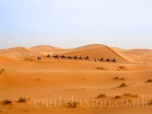 A caravan of camels in the Sahara desert