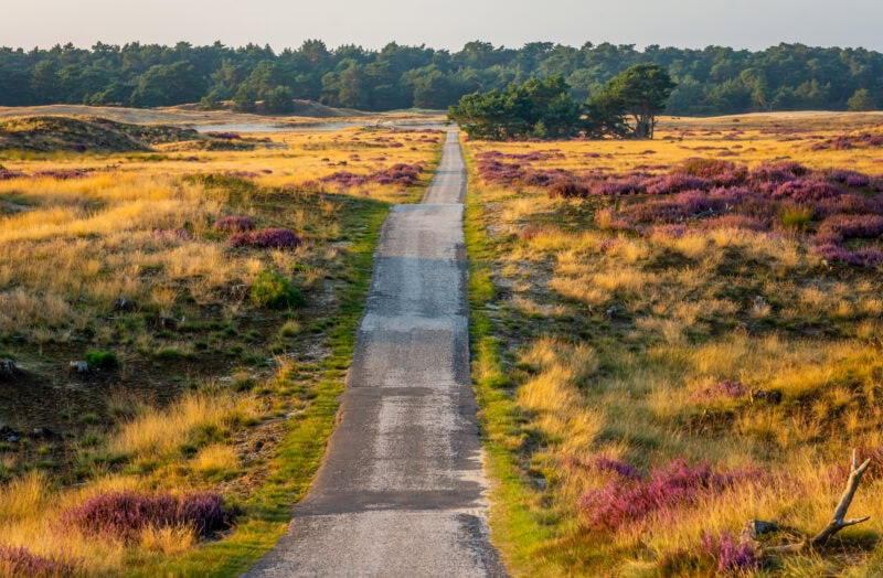 A narrow, paved path flanked by fields of yellow grass and purple flowers, leading to a dense green forest in Veluwe National Park. The scene is bathed in warm, golden light, creating a serene atmosphere.