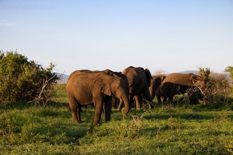 © Thanda Private Game Reserve