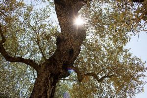 olive oil tourism catalonia