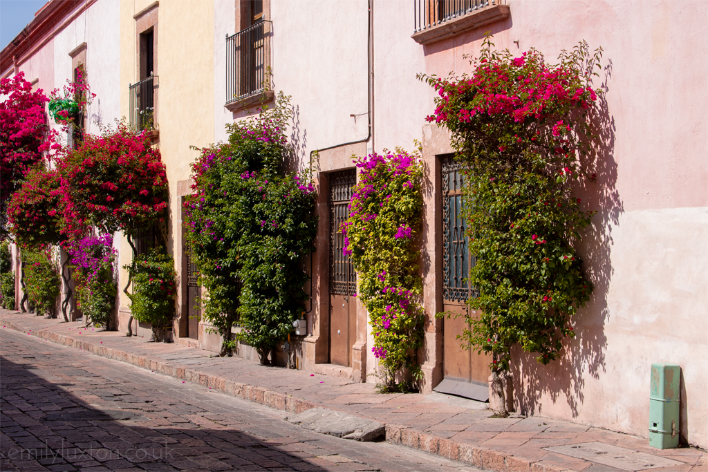 Flower walls in Queretaro