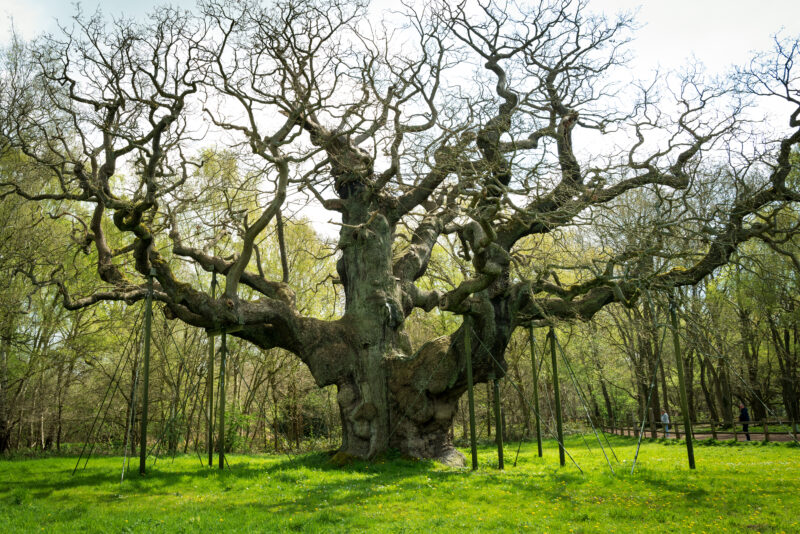 A large, ancient tree with a thick trunk and sprawling branches, supported by several metal poles. This is the Major Oak in Sherwood Forest, set in a grassy field, surrounded by other trees. It is spring and the branches are bare. The support structures highlight the tree's significance and the effort to preserve it.