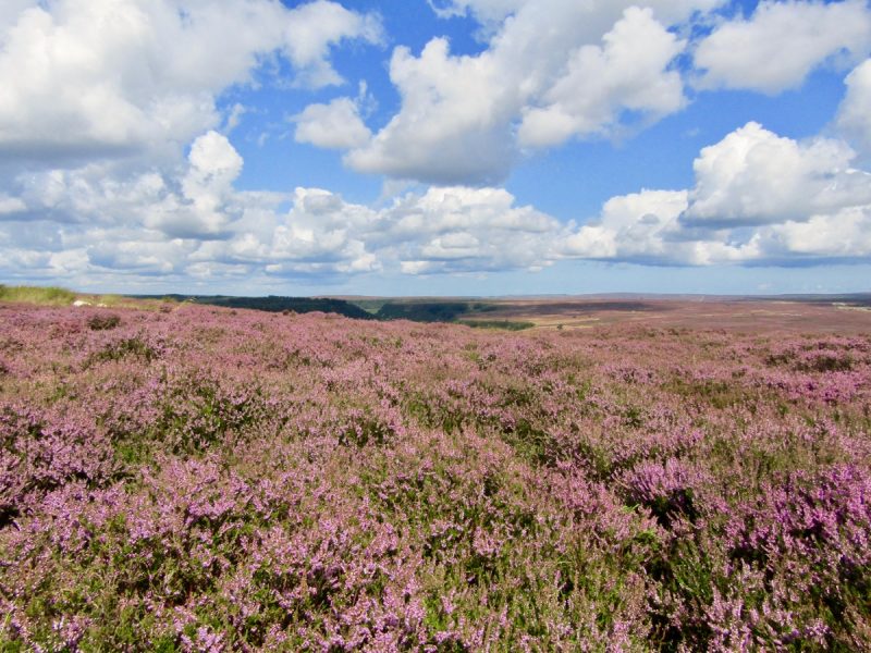 North York Moors - places to visit in the north of england
