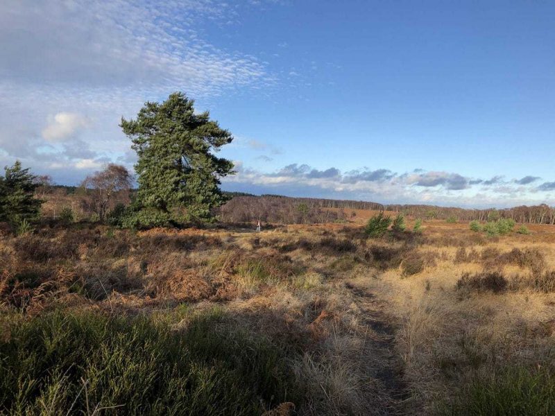 A scenic natural landscape in Cannock Chase West Midlands, featuring a large tree slightly off-center to the left. The area has dry grass, shrubs, and scattered smaller trees. The sky is mostly clear with some clouds, and the lighting suggests early morning or late afternoon. In the background, there is a forested area extending towards the horizon.