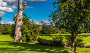 A view of the Cathedral from Verulamium Park, St Albans, UK in the summertime