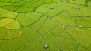 Aerial view of several green and yellow rice fields all different shapes with a couple of small huts dotted between them. Best things to do in Nan Province Thialand.