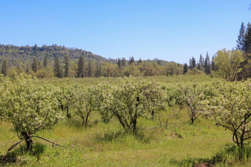 orchard with rows of small apple trees. there is a forest behind and blue sky above.