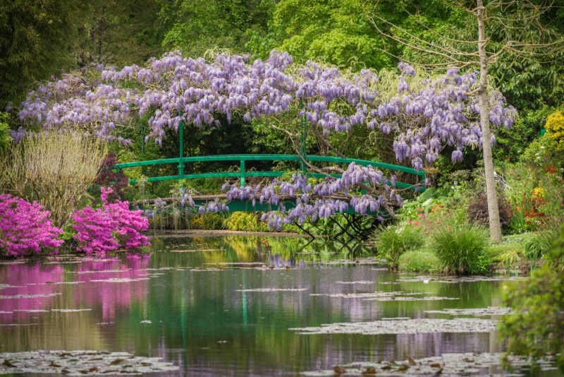 small green bridge over a pond in a garden surrounded by purple wisteria - Monet's Garden in spring