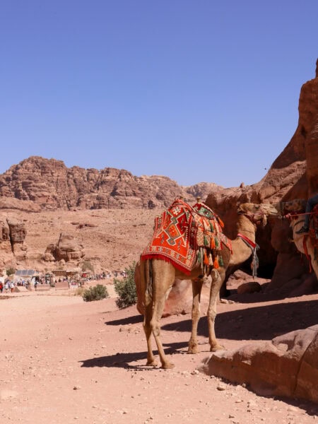 This image features a camel standing on a rocky desert terrain, partially shaded by the cliffs of a canyon. The camel is adorned with a brightly colored, patterned saddle blanket in red and orange hues. In the background, a vast desert landscape is visible, with rugged, rocky mountains and a clear, cloudless blue sky. A group of tourists can be seen walking in the distance, exploring what appears to be a historical or natural site. The overall scene captures the essence of a desert journey, likely in a Middle Eastern or North African location.