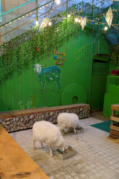 Two white sheep eat from metal trays on the floor inside Thanks Nature Café. The green wall in the background features a painted sheep and the café's name in colorful letters, along with artificial vines and star-shaped string lights. The setting includes wooden benches with stone-like decorations, a green door, tiled flooring, and scattered straw and sheep droppings.