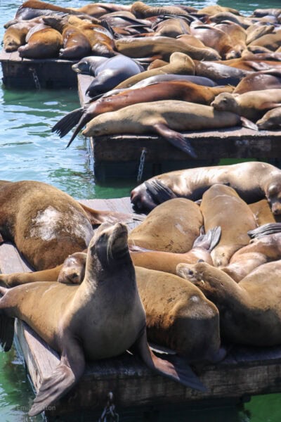 Sea lions resting closely together on floating wooden platforms, lying in various positions. The closest has its head up with its nose in the air. The platforms are on clear blue-green water.