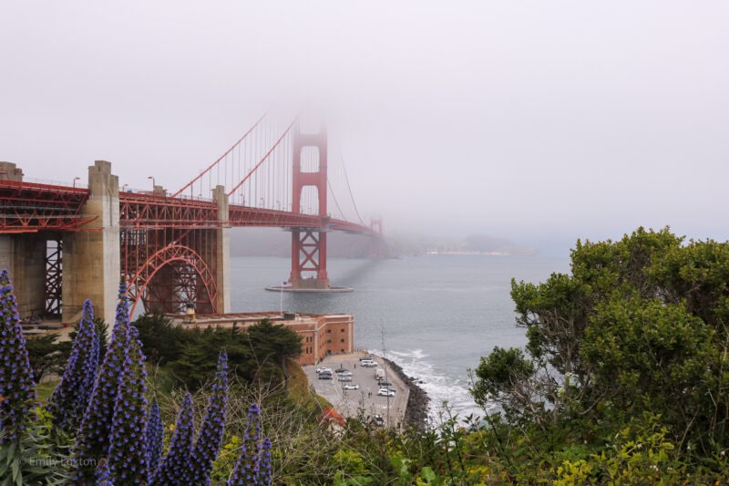 The Golden Gate Bridge partially shrouded in fog, with the bridge's towers and cables visible, and water and flowers in the foreground.