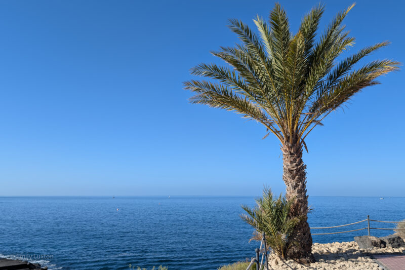 Palm tree on a rocky shore with a calm ocean and clear blue sky in the background, small plants around the base, and a rope fence. Jet2 package holidays tenerife review. 