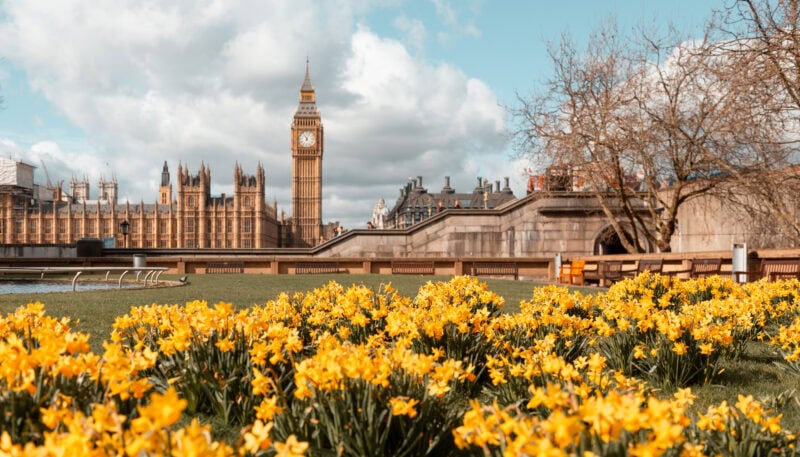 Numerous daffodils planted close together with a view of Big Ben and Westminster in the background. 