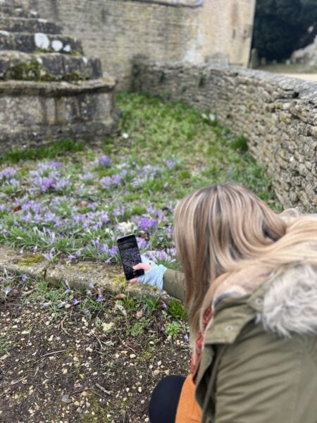 Emily wearing a khaki green parka bending over to use her smart phone to take a photo of some purple crocuses.