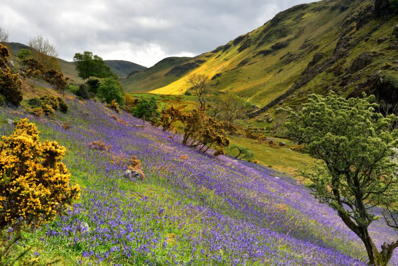 Valley with a carpet of bluebells rolling down the slope and a view of grassy hills beyond