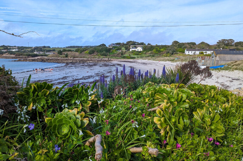 grassy bank filled with wildflowers and succulents with a view of a white sandy beach and blue sea behind